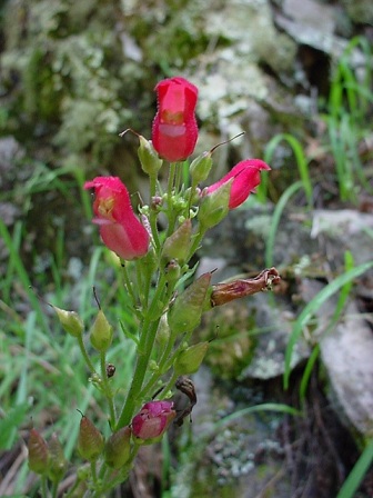 Scrophularia macrantha RS