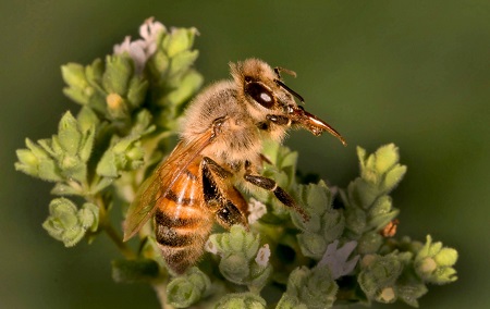 honeybee rs