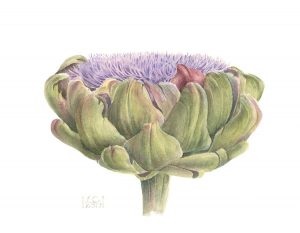 thistle artichoke