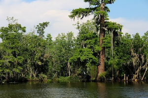 louisiana bayou pixabay gretta blankenship 2012