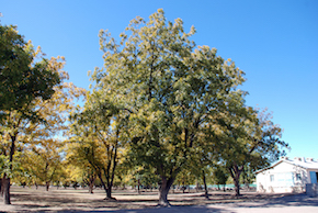 pecan conference trees 