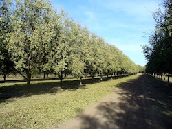 pecan orchard