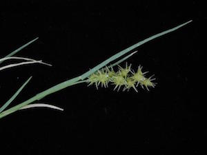 cenchrus sandburs and stalk photo from weeds.nmsu.edu 2