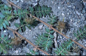 goatheads puncturevine photo from weeds.nmsu.edu