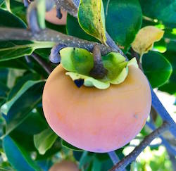persimmon on 10 2 17 but not ripe until 11 21 17