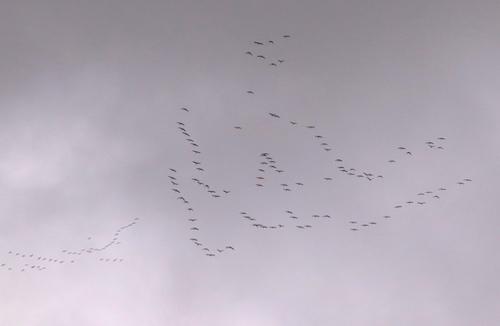 cranes flying overhead