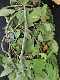 ash flowergall mite photo from nmsu plant diagnostic clinic