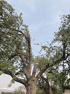 laura paskus crabapple tree wind damage 1