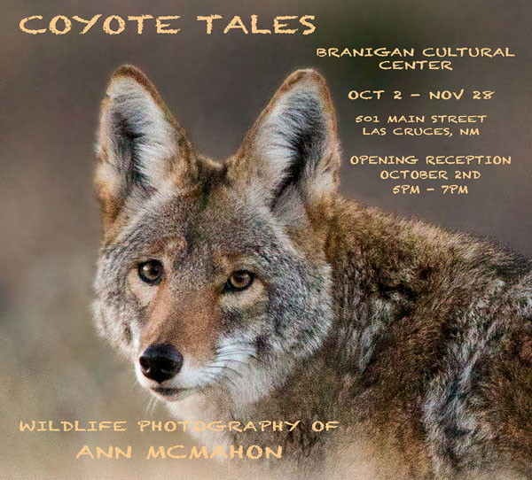 coyote tales web gcb