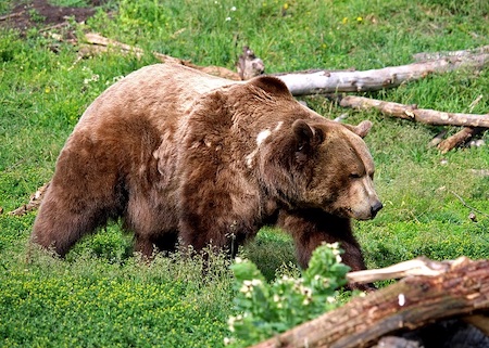 grizzly bear bozeman montana sage scott pixabay june 29 2017 50
