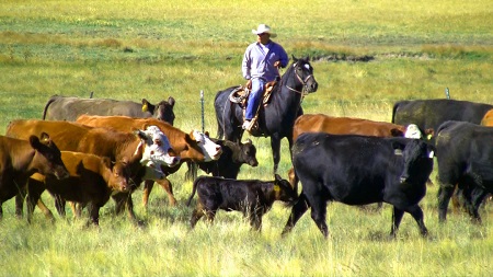 cattle herd rs