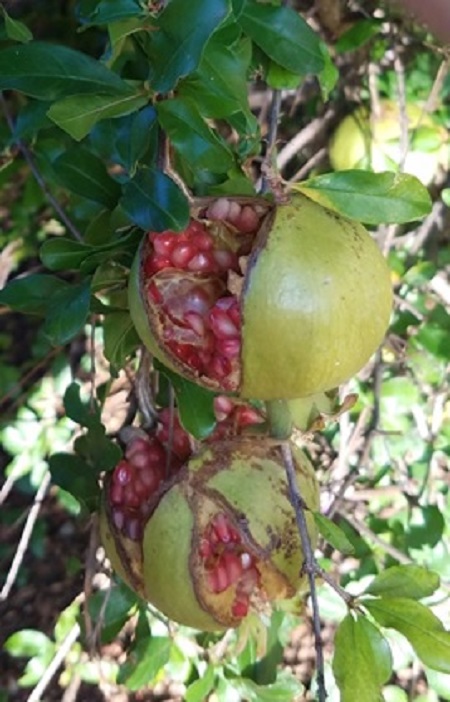 pomegranates rs