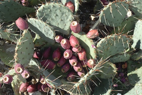 prickly pear cactus new mexico usda alice welch 2008