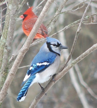 image blue jay and cardinal mary ellen st. john flickr 12 19 2012 35