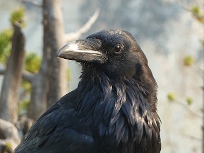 image raven yellowstone national park reb kilde from pixabay 2012 35