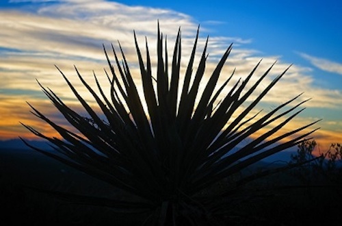 yucca new mexico sunset 2018 pixabay mike goad 120 dpi 65