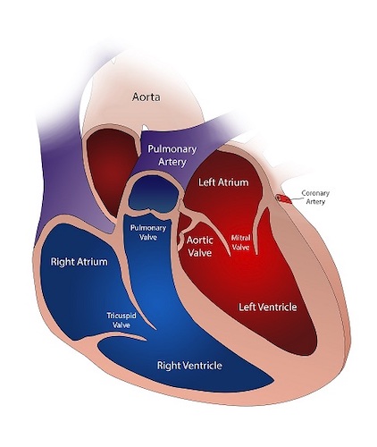 image of heart 50