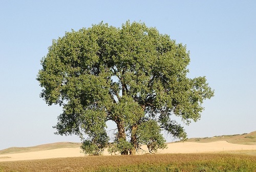 cottonwood tree usda nrcs wibaux county montana august 19 2015 50