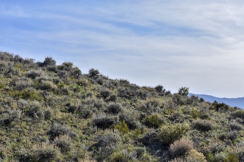 sagebrush landscape near reno nevada joanna gilkeson usfws may 8 2020 flickr 30