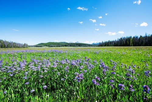 idaho wildflowers blooming in the fields off highway 21 outside of stanley visit idaho idaho department of commerce tourism development 65