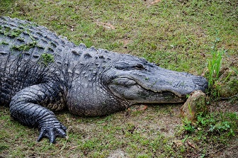 alligator alabama usa reiseblogger from pixabay october 2015 35