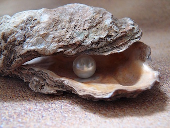 pearl in oyster moritz320 from pixabay 8 3 2014 40