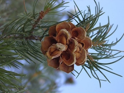 pinyon pine cone national park service parashant national monument 65