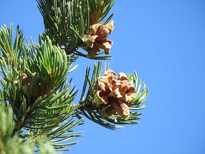 pinyon pine cones new mexico flickr matthew eckler september 26 2015 65