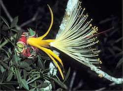 flower of adansonia rubrostipa 2