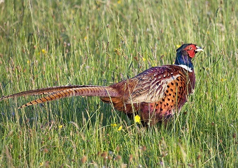 pheasant andy ballard from pixabay 50