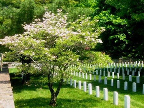 virginia dogwood staunton veterans affairs national cemetery