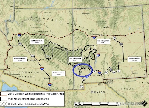 usfws mexican wolf map 50 blue circle