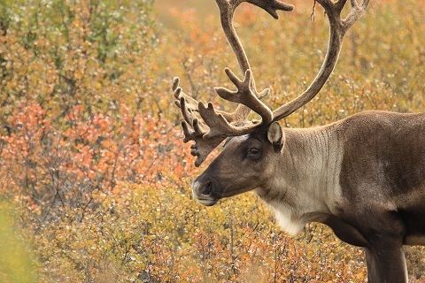 reindeer caribou orna wachman pixabay august 28 2019 25