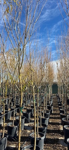 willow trees sierra vista growers 2021 50