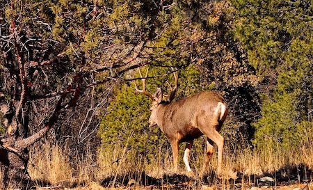pinos altos deer buck steve douglas flickr january 16 2013 50