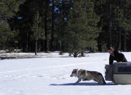 translocation of mexican wolf m1049 to the wild in january 2011 u.s. fish and wildlife service 65