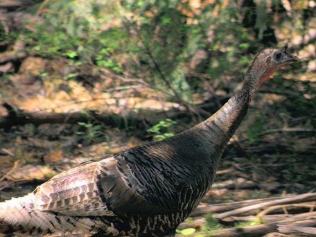 turkey gila national forest 25