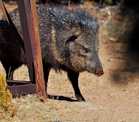 A javelina roaming in the area south of Silver City in the Burro Mountains. (The photograph was provided courtesy of Steve Douglas, November 17, 2011.)