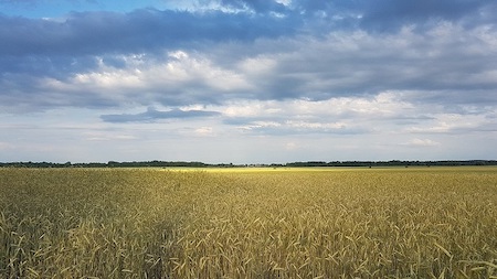 wheat growing in ukraine oleg mityukhin december 12 2020 pixabay 65