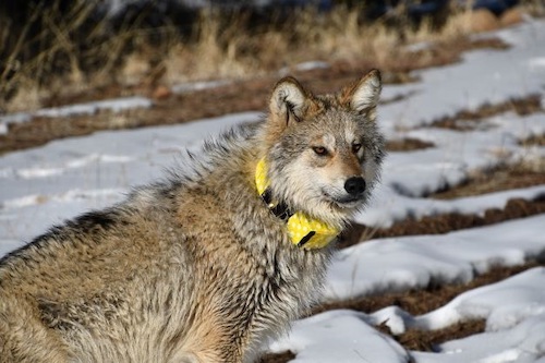 Mexican wolf with yellow collar Mexican Wolf Interagency Field Team U S Fish and Wildlife Service January 27 2023