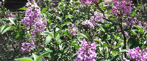 lilacs in arizona usgs jake weltzin 35