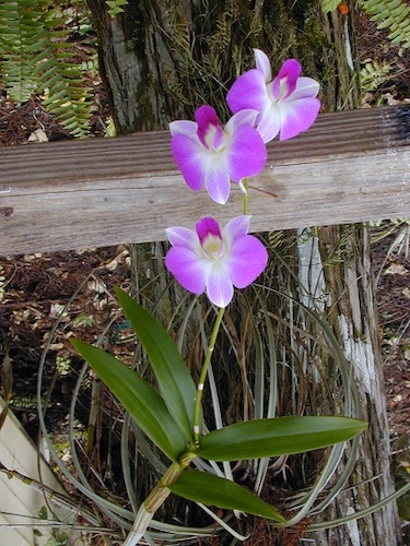 orchids blooming in big cypress national preserve usgs heather henkel 35