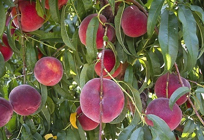 peach tree usda agricultural research service byron georgia chunxian chen 65