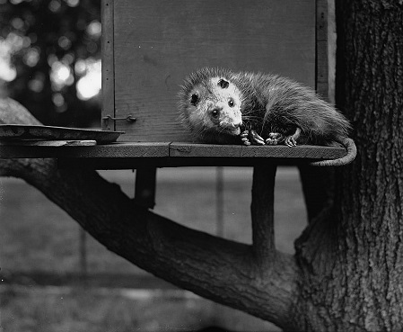 possum adopted by president herbert hoover may 6 1929 library of congress 50