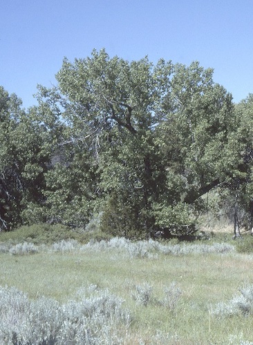 ash tree nrcs usda december 15 2017 cropped 50