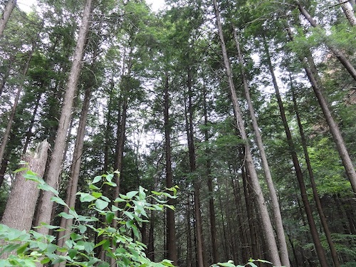 hemlock trees flight 93 memorial witness grove pennsylvania u s forest service july 13 2012 30