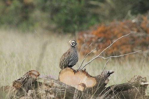 montezuma quail fort stanton snowy river cave national conservation area bureau of land management randy howard 50