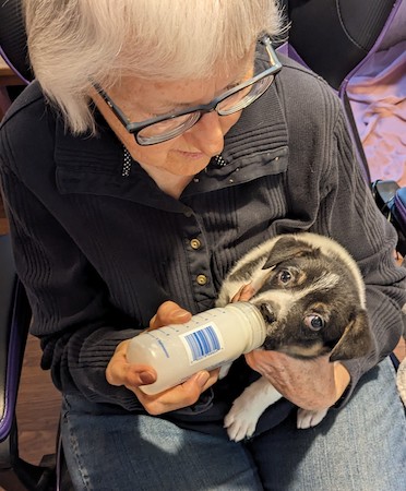 puppy bella and foster mom