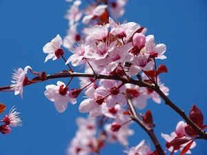 cherryblossom