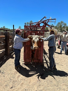 collaringcow